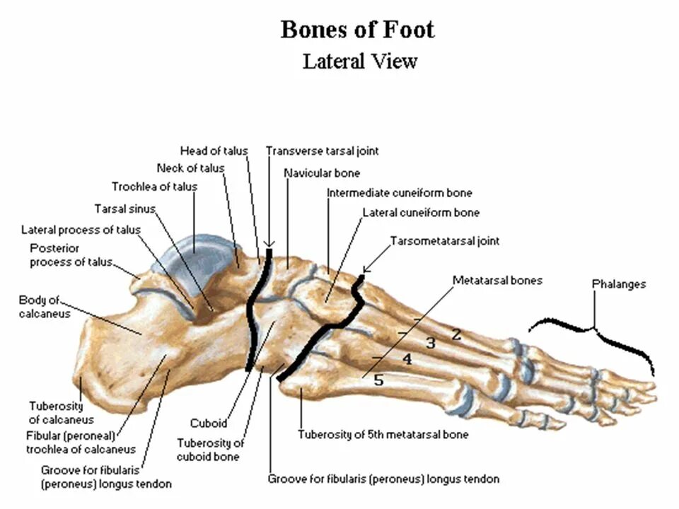 Фото стопы человека с названием. Кости стопы анатомия. Пястные кости стопы анатомия. Стопа строение костей анатомия. Косточки стопы анатомия.