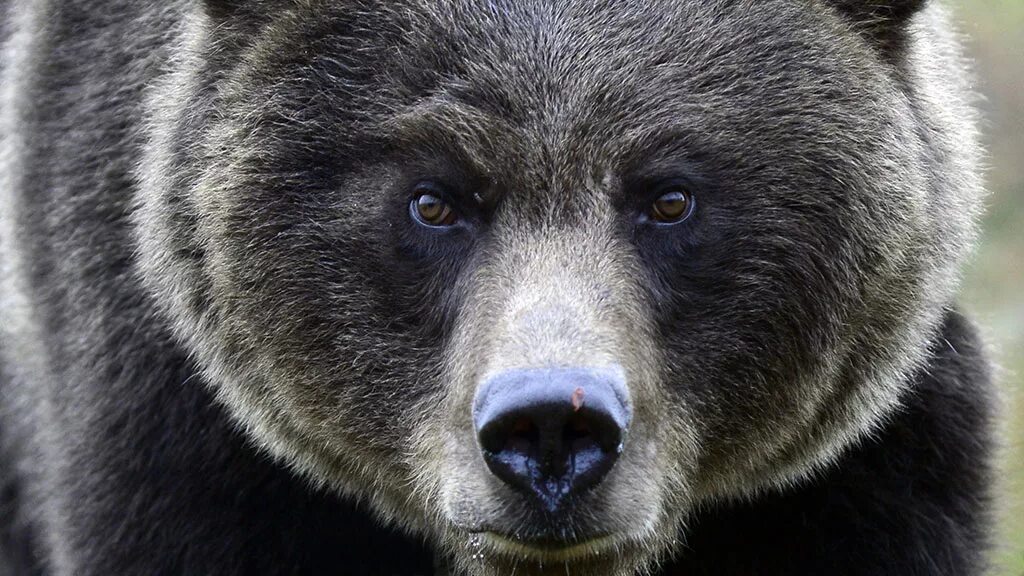 Какая голова у медведя. Морда медведя. Нос медведя. Глаза медведя. Лицо медведя.