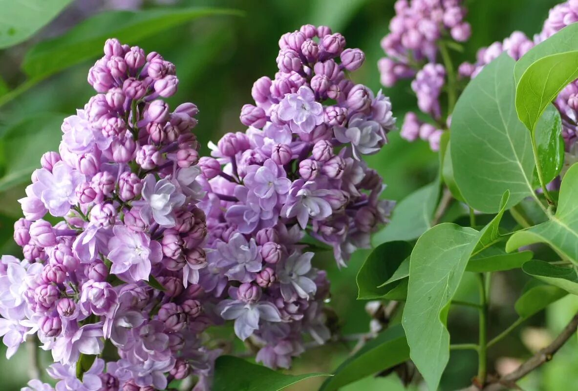 Персидская махровая сирень. Сирень Персидская — Syringa persica l.. Карликовая Персидская сирень. Сирень Персидская и обыкновенная. Сирень особенности