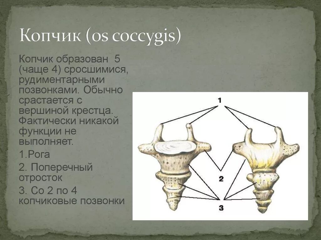 Образована тремя сросшимися костями. Строение копчиковых позвонков. Строение копчика. Копчиковый отдел позвоночника анатомия. Копчик позвонки анатомия.