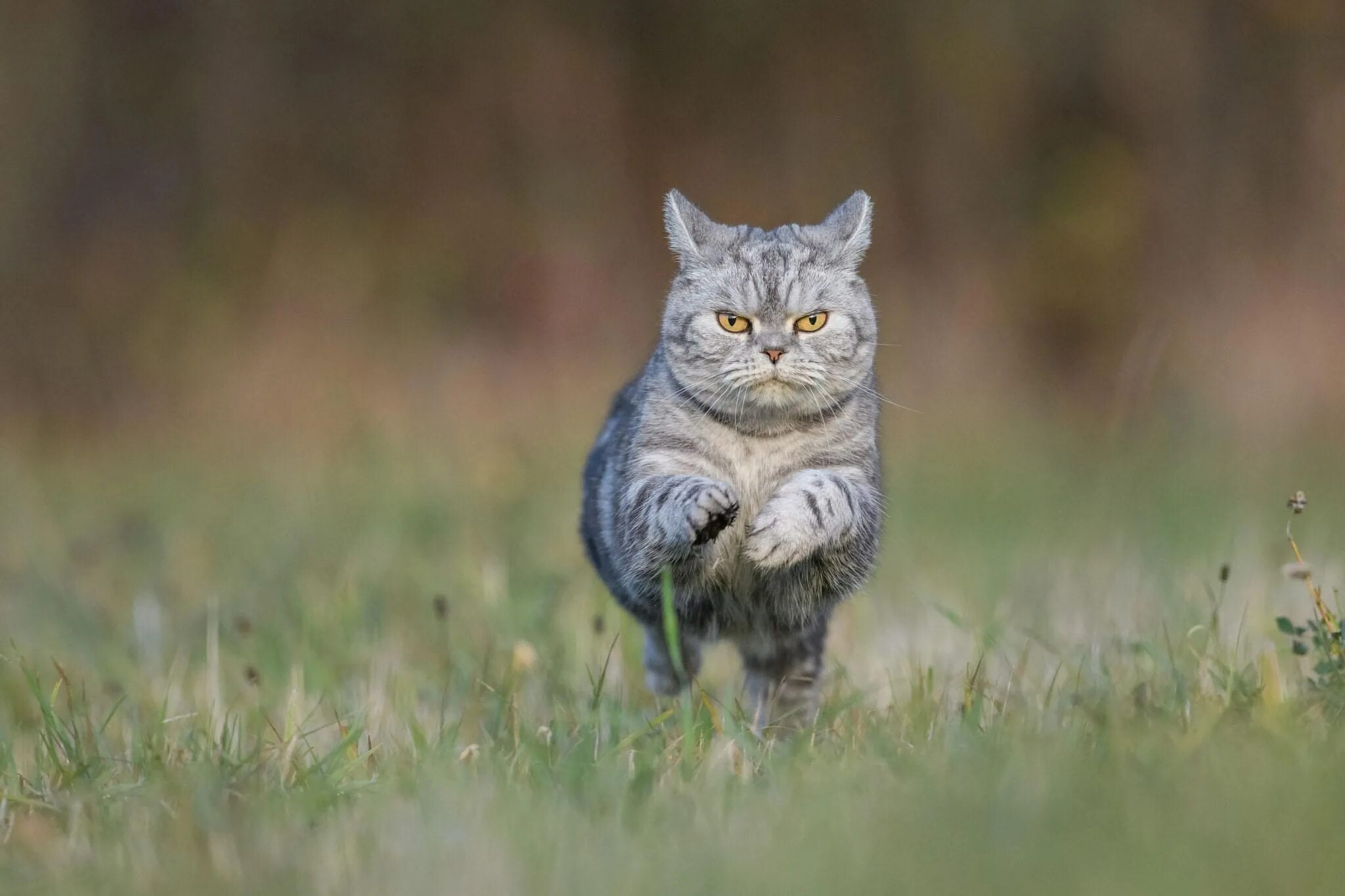 Кот пробежал. Кот бежит. кот убегает. серьезный кот. котейка бежит.