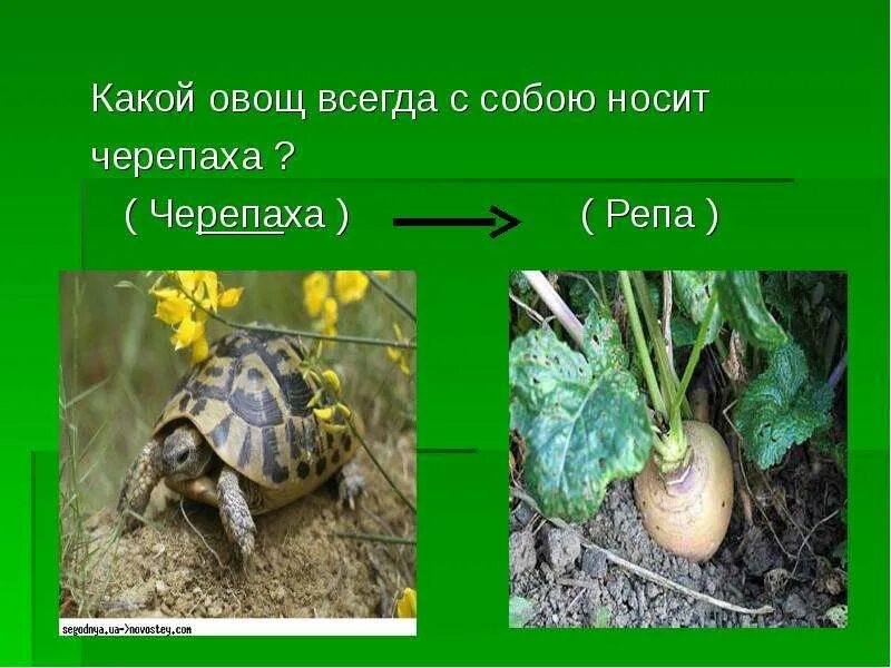 Какой овощ всегда носит черепаха. КП кой осощ ООСИТ че р епаха. Какой овощ носит с собой черепаха. Какой овощ всегда носит с собой черепаха ответы.