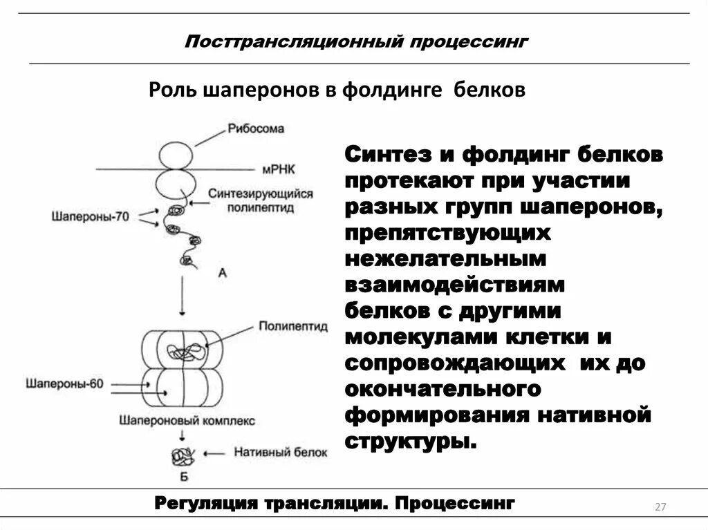 Процессинг белка (посттрансляционная модификация. Процессинг белка. Фолдинг. Шапероны.. Участие шаперонов в фолдинге белков. Посттрансляционный процессинг белков биохимия. Процессинг синтез