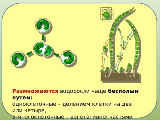 Водоросли размножаются вегетативно. Водоросли размножаются путем деления клеток. Бесполым путем часто размножаются водоросли. Водоросли размножаются несколькими путями. Водоросли размножаются путем