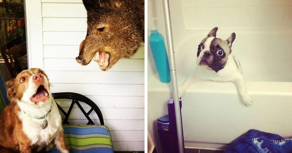 19 забавных. Юмор оценки животные. Коты это жидкость картинки прикольные. Смешные животные ночью. Человек в котах.