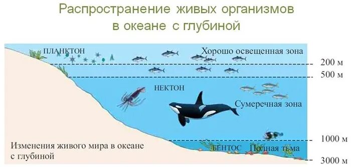 Как изменяется органический мир океанов с глубиной