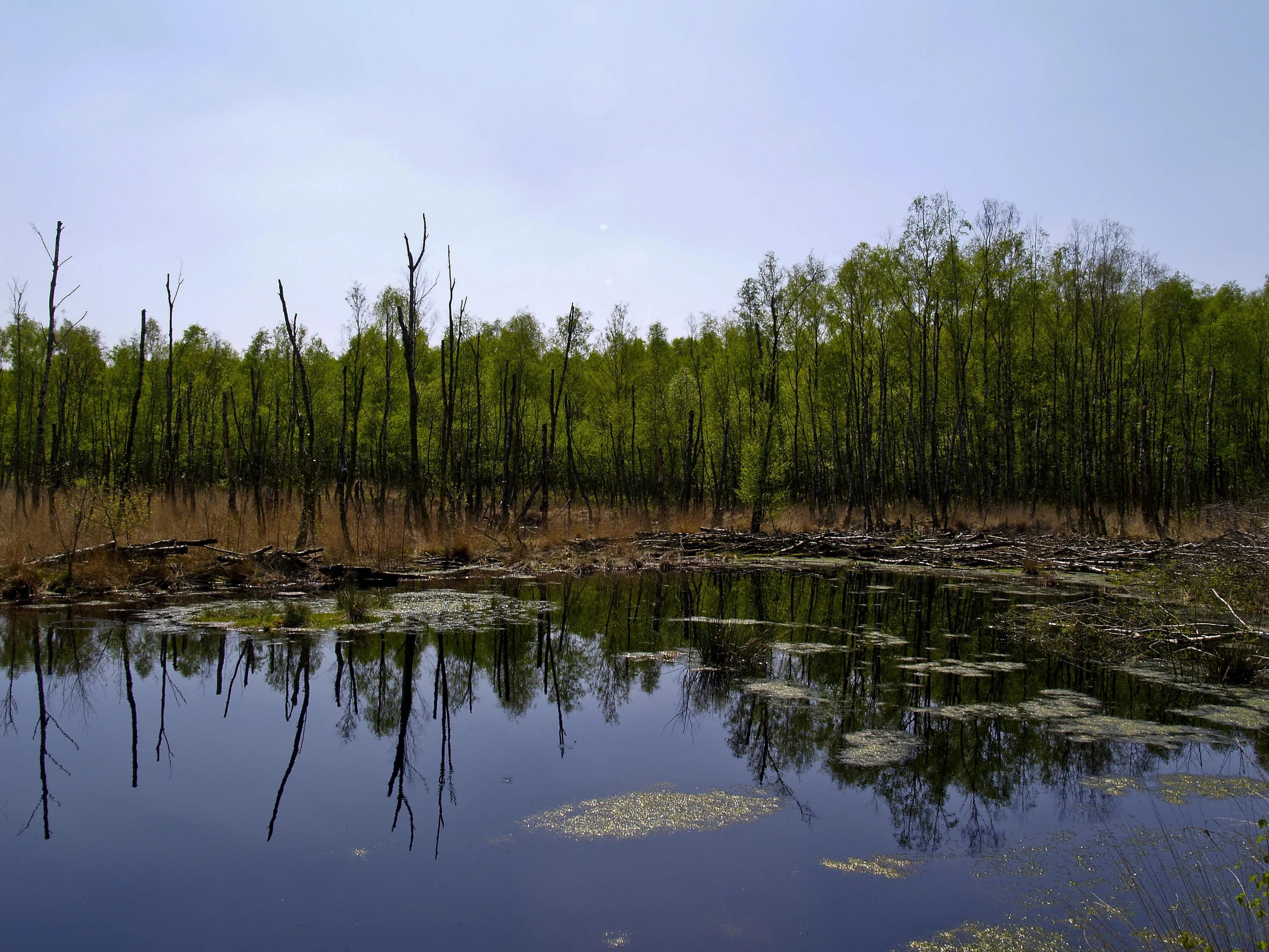 Болотистая вода. Беловежская пуща болота. Болото трясина Топь. Протовское болото. Пинск болота.