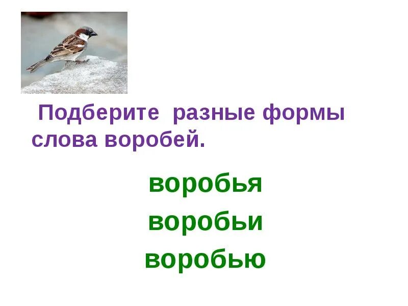 Составь предложение из слова воробей. Слово Воробей. Форма слова Воробей. Родственные слова к слову Воробей. Воробей однокоренные слова.