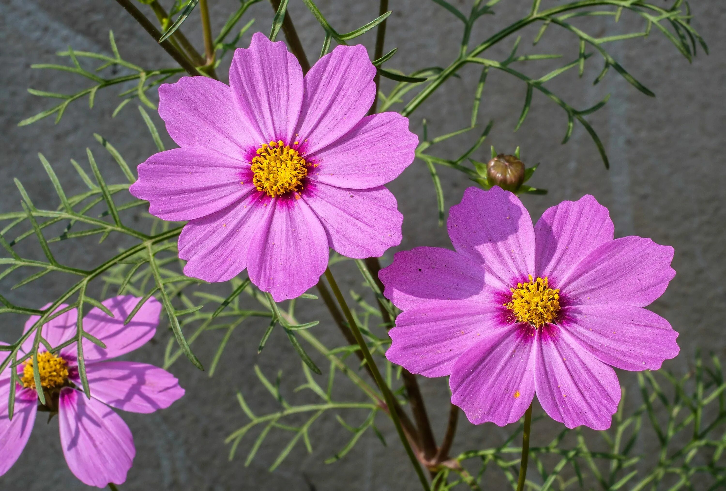 Космея дваждыперистая (Cosmos bipinnatus). Однолетники космея. Космея карпет микс. Космея Crest Lemon.