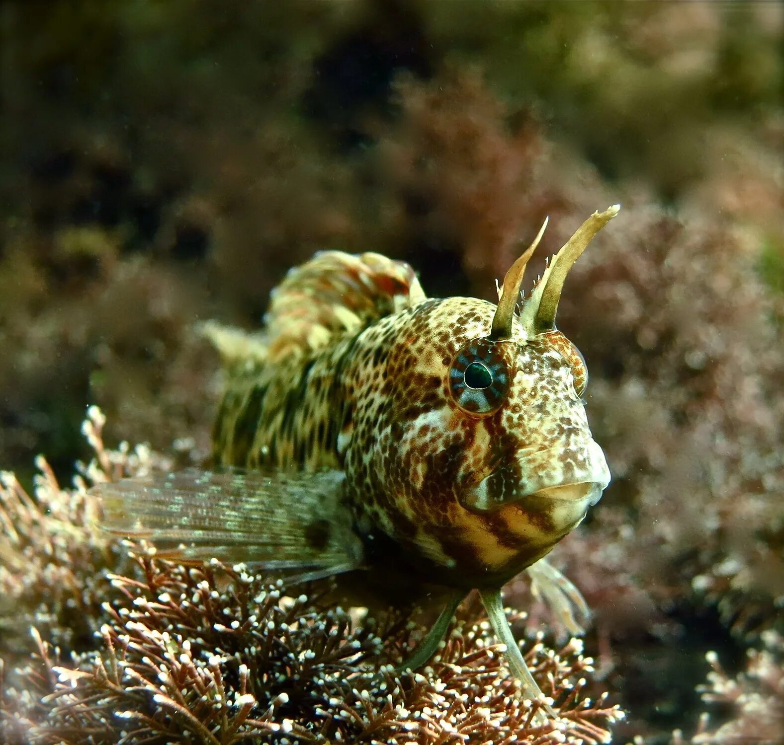 Морская собака животное. Японская мохнатоголовая морская собачка. Морская собачка Черноморская. Морская собачка Черноморская зеленушка. Хохлатая морская собачка.