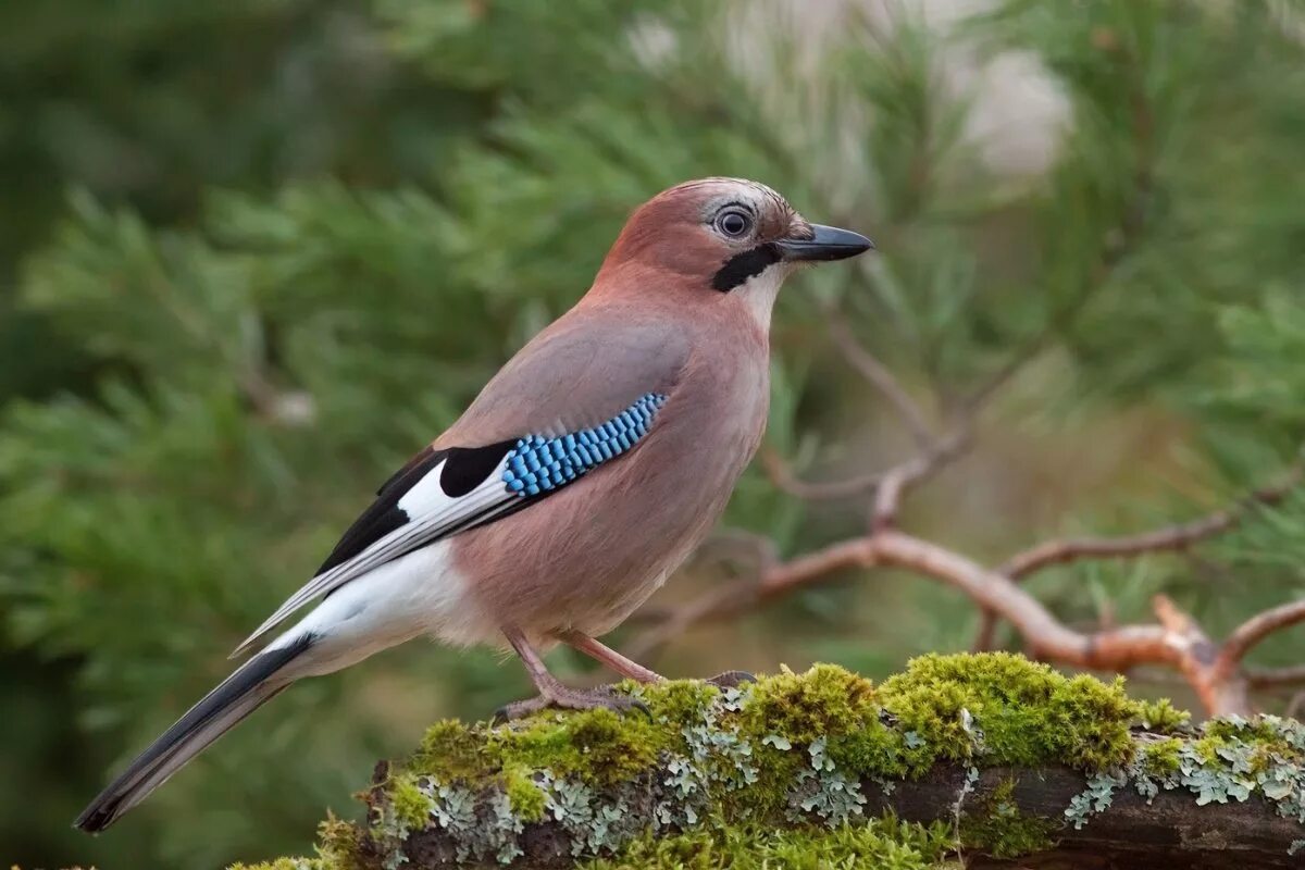 Со́йка garrulus glandarius. Птица Сойка Крымская. Сойка обыкновенная garrulus glandarius. Сойка Крымская эндемик Крыма.