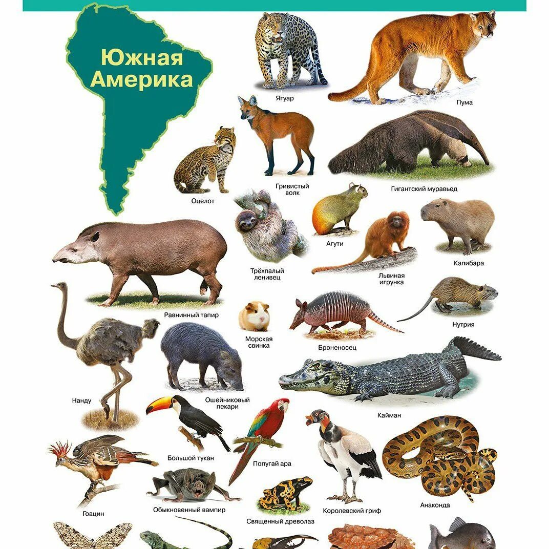 Сообщества животных названия. Животные Америки. Животный мир Южной Америки. Животные Северной Америки. Животные южнойной Америки.