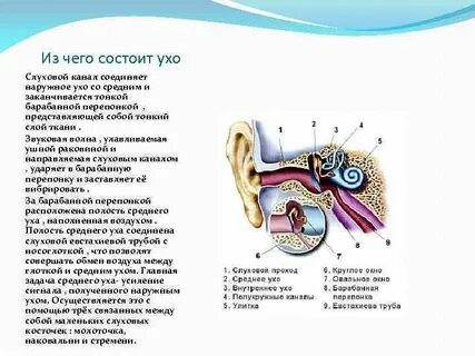 Наружный слуховой канал