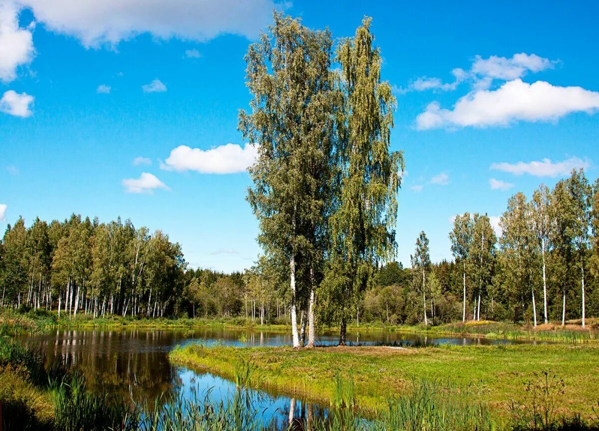 Березка бор. Березовая роща около реки Таруса. Берёзовая роща Курск. Река Березка Ивановская область. Природа России Березки.