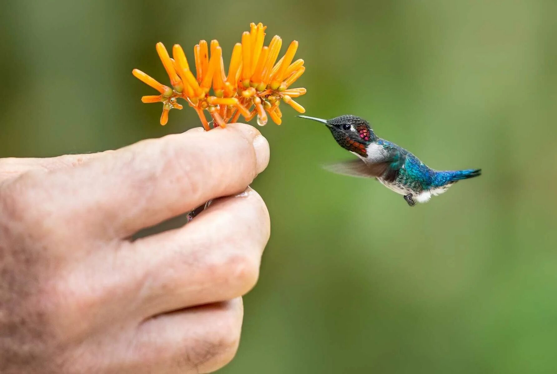 Птицы дерутся. Птичка на руке. Птица на руке. Незамеченная преследователем птичка. Птица на руке.