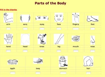 Parts of the body exercises