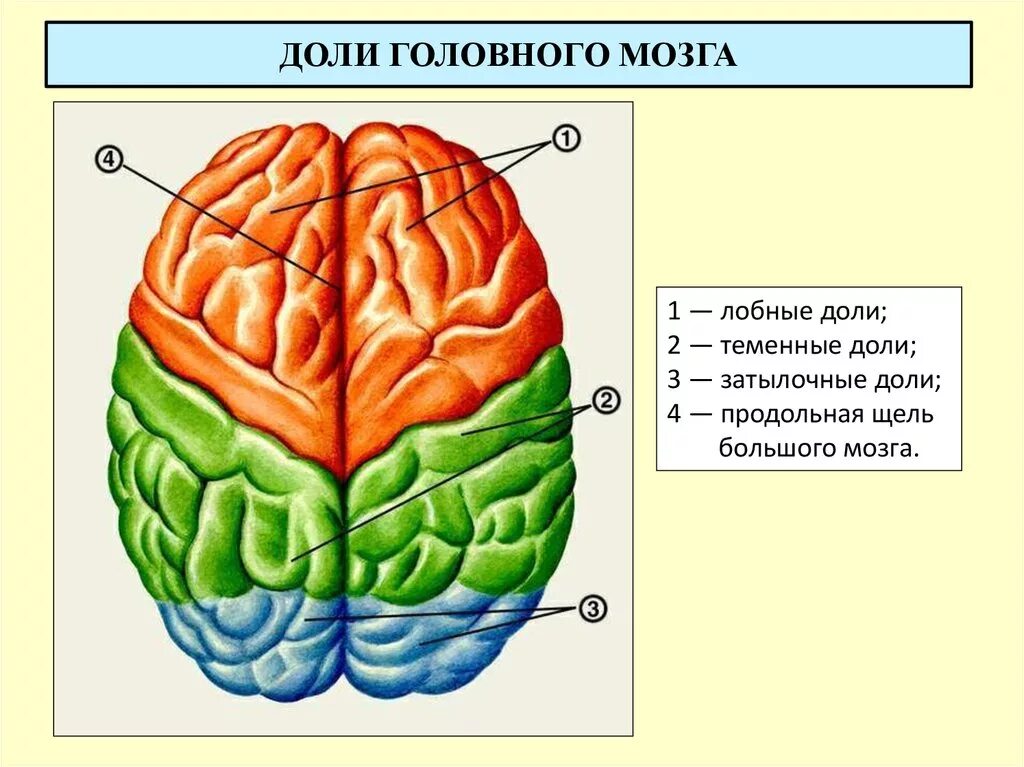 6 долей мозга. Лобные и теменные доли головного мозга. Доли полушария головного мозга. Строение мозга доли.
