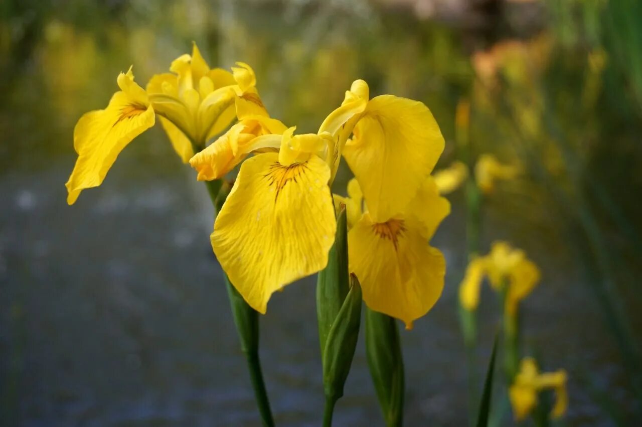 Ирис болотный фото. Ирис болотный (аировидный). Ирис болотный variegata. Ирис болотный (желтый) Вариегата. Ирис болотный аировидный желтый.