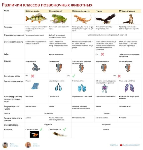 Различия классов позвоночных животных. Степенин биология. Характеристика классов позвоночных животных таблица класс рыбы. Отличия класса рыбы от класса птицы.