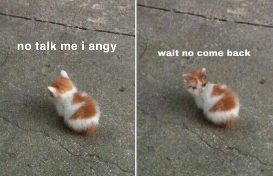 Come me i like. No talk me im Angry. No talk me i Angy. Smol Мем с котом.