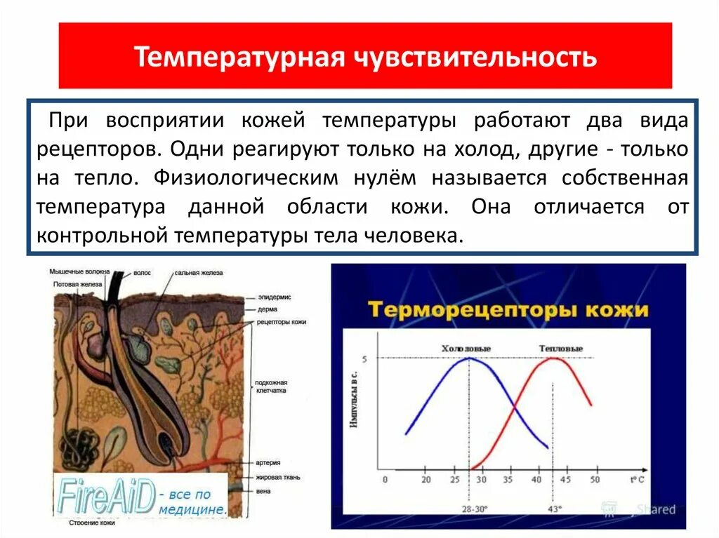 Температурная чувствительность. Температурная чувствительность кожи. Температурная чувствительность человека. Рецепторы температурной чувствительности. Реагирует на изменение температуры