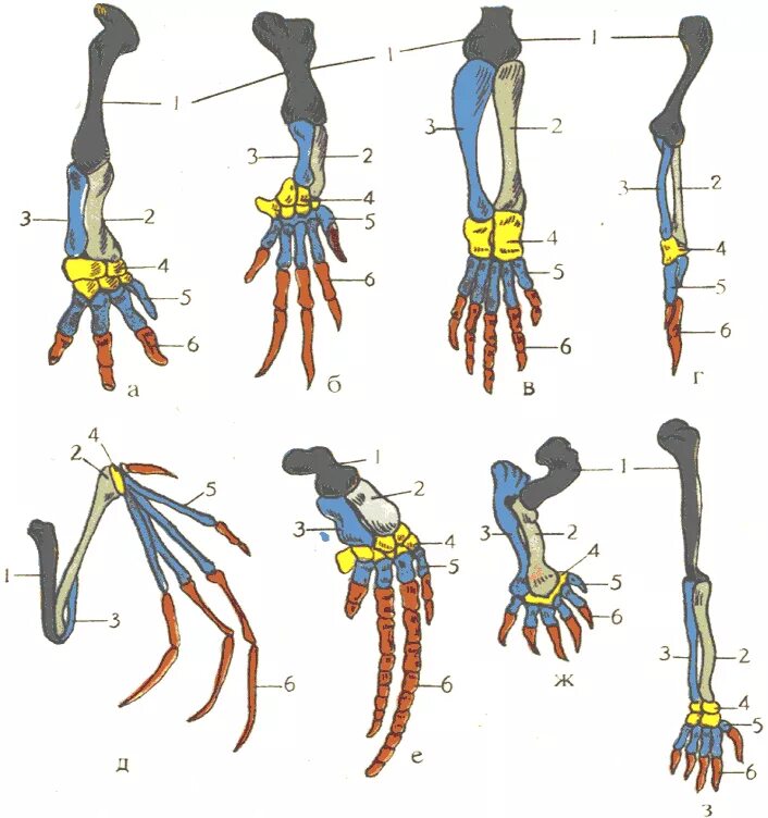 Кости верхних конечностей птиц. Гомология скелета передней конечности позвоночных. Гомология скелета передней конечности человека. Строение скелета передних конечностей позвоночных. Гомология передних конечностей.