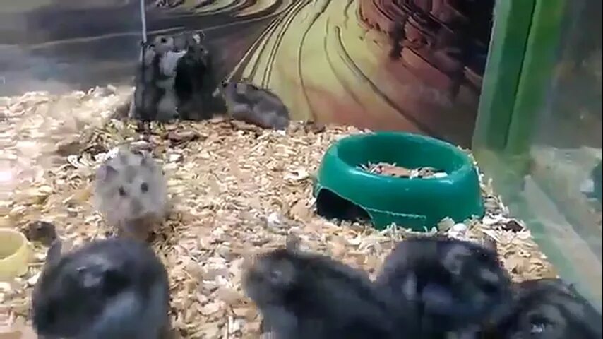 Ошибка в хомяке