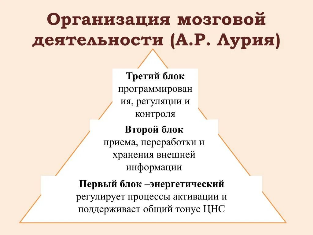 Блок приема переработки и хранения информации. Мозговая организация процесса письма. Мозговая организация блока. Функции блока мозга приема, переработки и хранения информации.