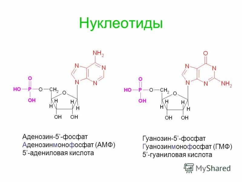 гуаниловые нуклеотиды. гуаниловые нуклеотиды. тимидин 3 фосфат. нуклеотид структурная формула. нуклеотид 5адениловая кислота.