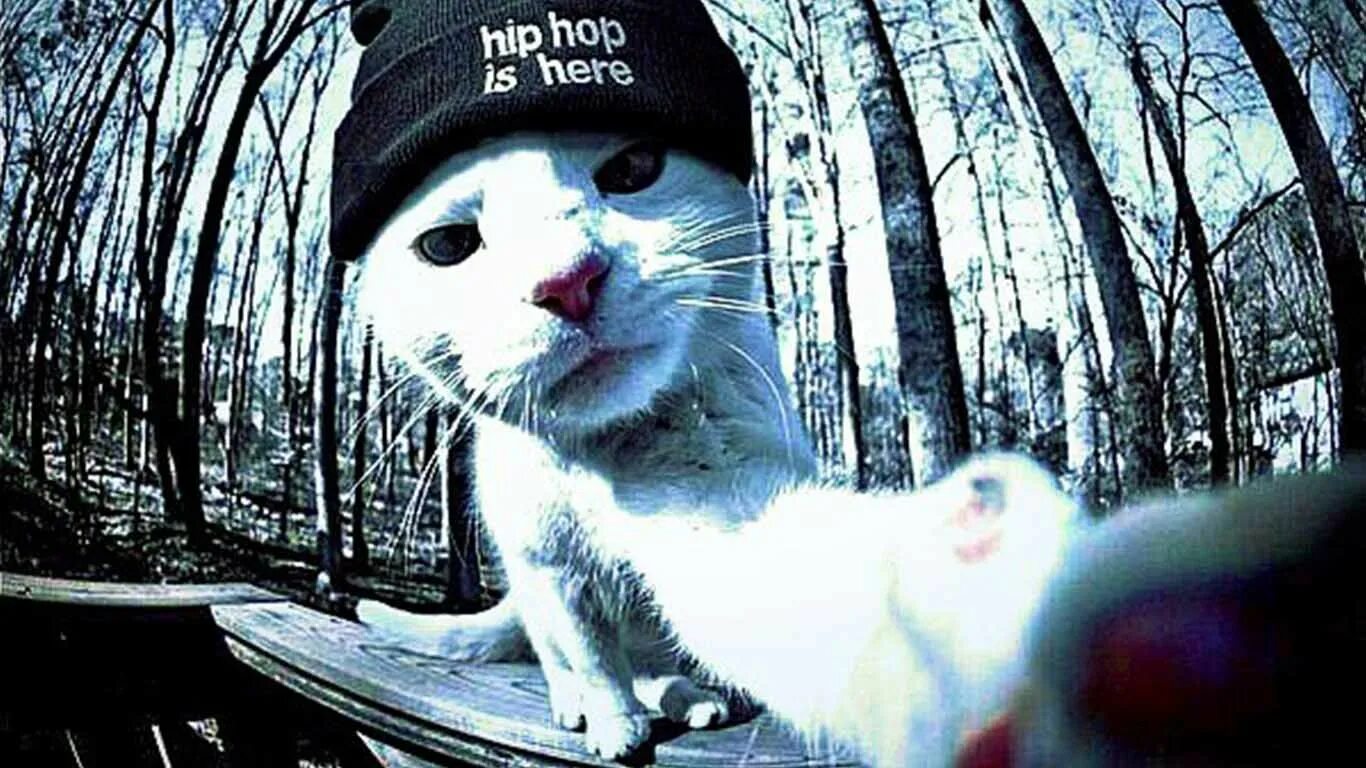 Кот репер. Серёжа маликов озерск. кот рэпер. кот в шапке hip hop. кот в nike.