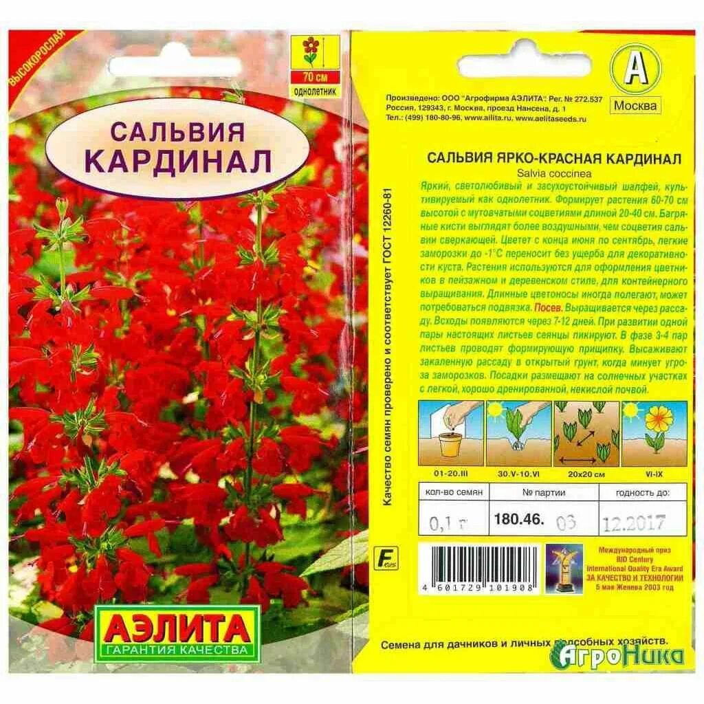 Сальвия при какой температуре высаживать. Многолетняя сальвия сверкающая. цветы сальвия и львиный зев. сальвия красная кардинал.