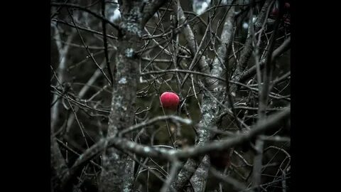 Яблоня в лесу