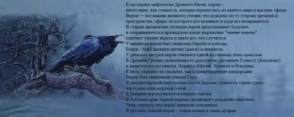 Песни со словами вороны. Стихи про ворон. Стихотворение ворона. Сказки про птиц. Черный ворон стих.