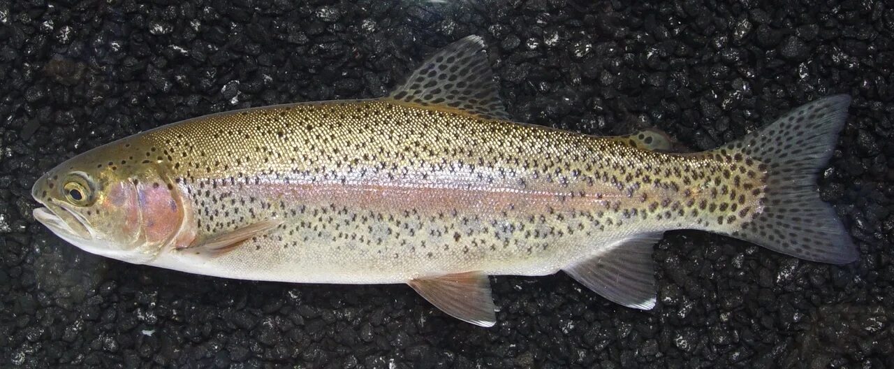 Форель Радужная Пресноводная. Радужная форель (Oncorhynchus mykiss). Форель микижа. Радужная форель ручьевая.