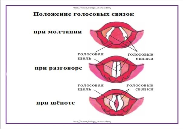 Высота голоса зависит от голосовых связок. Положение голосовых связок. Строение голосовых связок при шепоте. Голосовые связки при шепоте при разговоре.