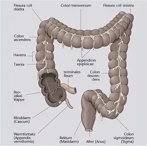 Прямая кишка Flexura sacralis анатомия. Colon перевод