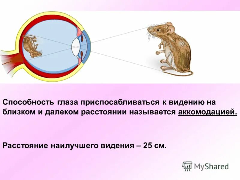 Разрешающая способность глаза зависит от. Угловая разрешающая способность глаза. Угловая разрешающая способность глаза. Разрешающая способность. В медицине разрешающую способность глаза оценивают.