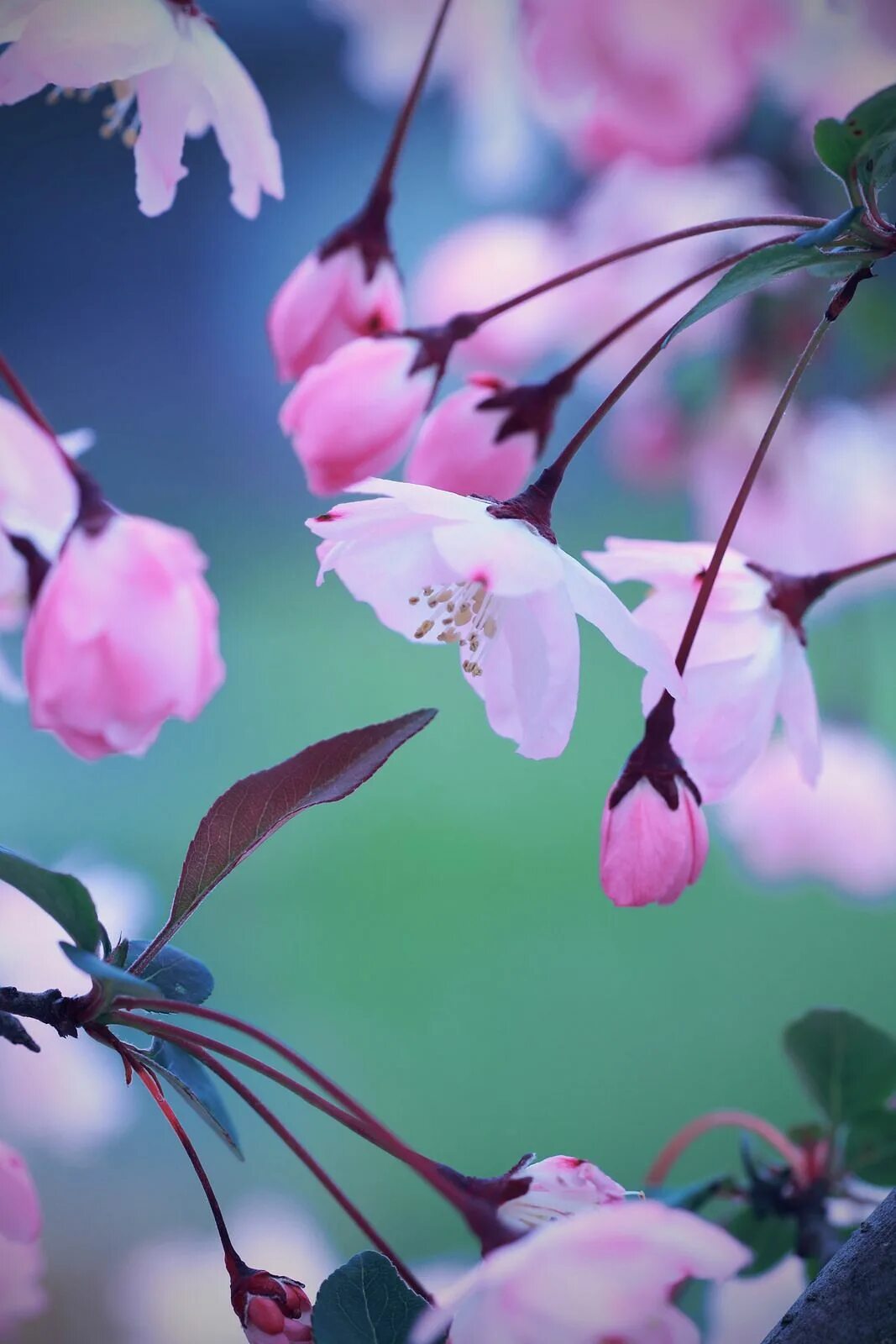 Весенние цветы. Красивые весенние цветы. Нежные весенние цветы. Фото весны красивые на заставку телефона