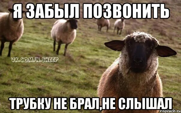 Забыть набирать. Овца Мем. Забыл позвонить. Наивная овца. Мем наивной овечки.