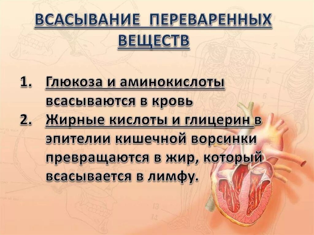 Основное всасывание веществ происходит. Всасывание переваренных веществ. глицерин и жирные кислоты всасываются в кровь. что всасывается в лимфу. глицерин и жирные кислоты всасываются в.