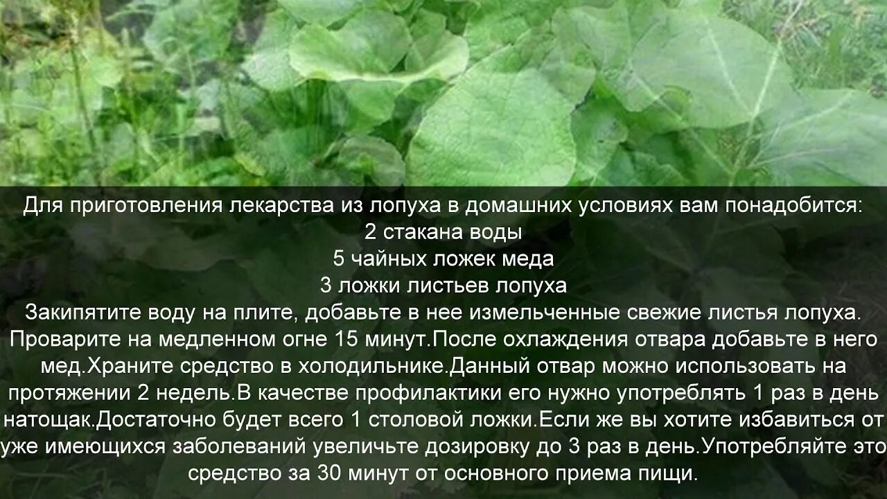 Лопух противопоказания к применению. Листья лопуха. Сок листьев лопуха. Лист лопуха сухой. Лопух лекарственное растение.