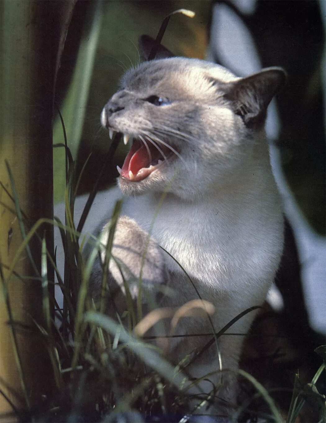 Коты эрмитажа карманные календари. Кошкина мельница. Мельница кота 1994. Календарики котята 90-х годов. Котята 90х годов.