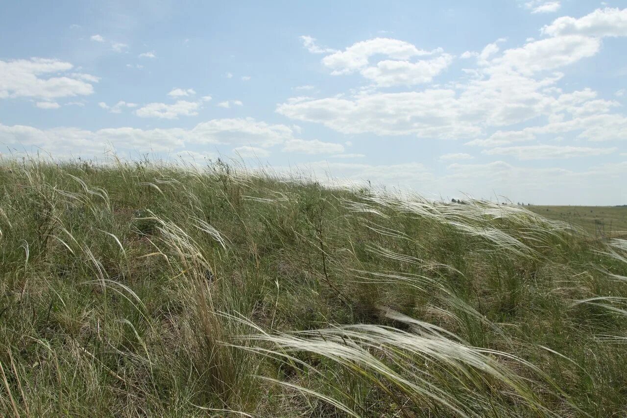ковыль степной крымский. ковыль перистый. донской ковыль степь. ковыль степной. ковыль степной.