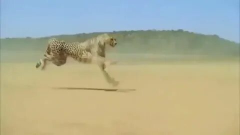 3 секунды спустя дикий зверь