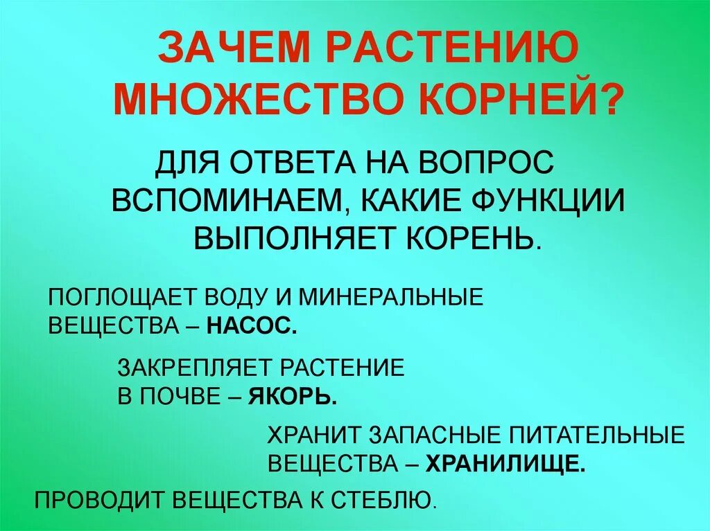 Зачем растению корень. Зачем растениям корнеплоды.