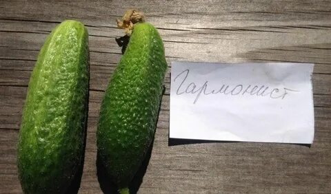Огурец гармонист