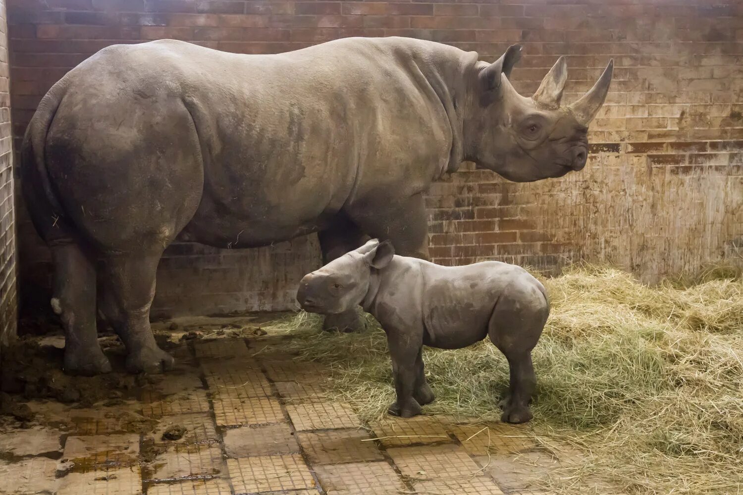 Сколько носорогов родилось в 2002 году. Зоопарк Двур Кралове Чехия. Носорог. Носорог родился. Животное похожее на носорога.