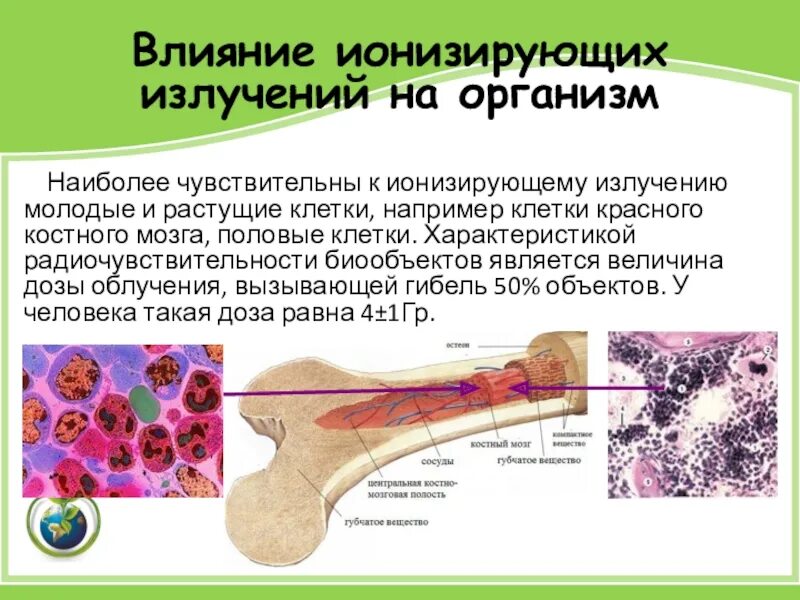 Реакция организма на ионизирующее излучение. Влияние ионизирующего излучения на организм. Воздействие ионизирующего излучения на организм. Эффекта воздействия на организм ионизирующих излучений:. Реакция организма клетки на