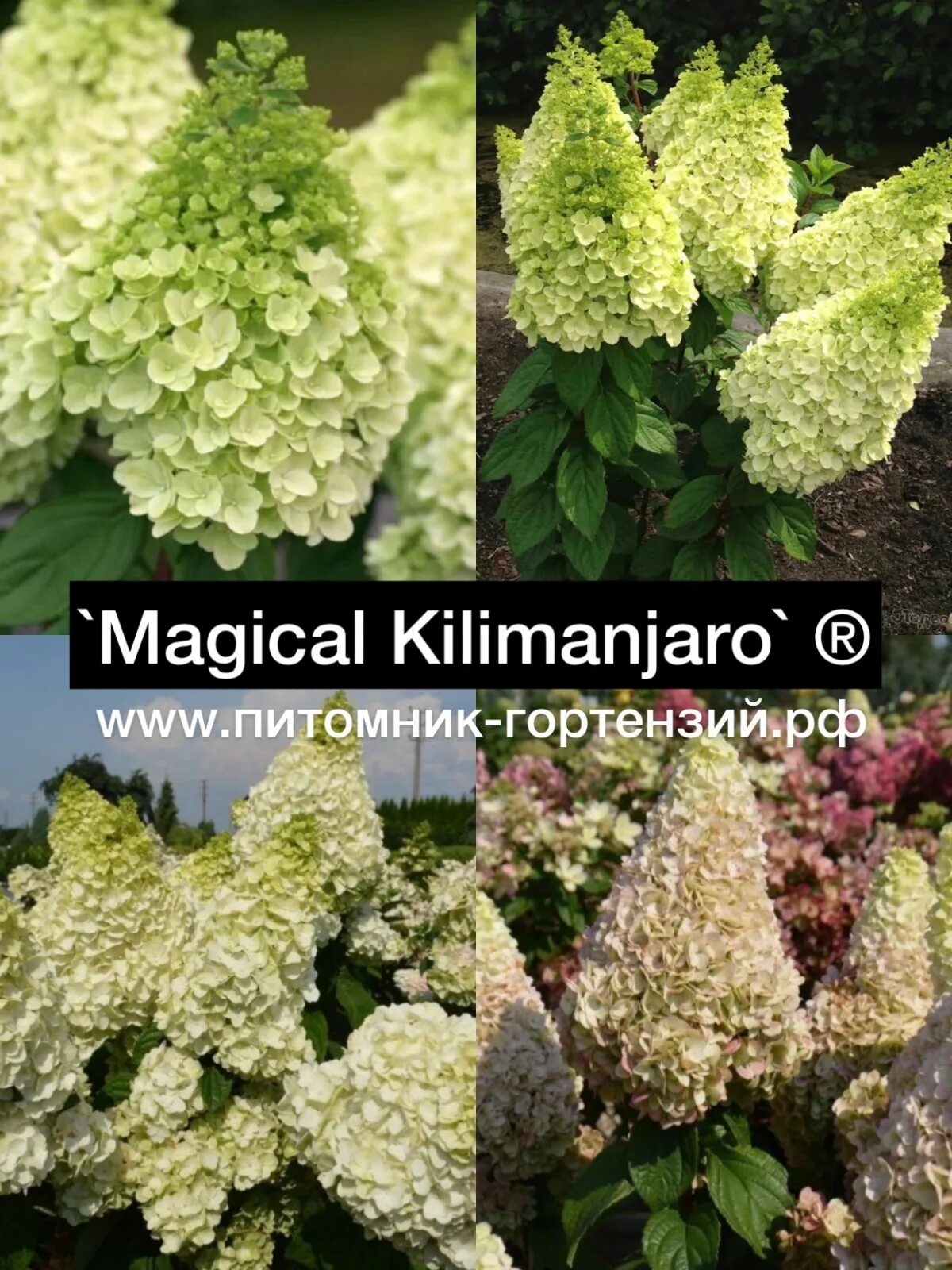 гортензия мэджикал килиманджаро. гортензия мунлайт метельчатая. гортензия мэджикал килиманджаро. монблан гортензия метельчатая. гортензия метельчатая мэджикал мунлайт.