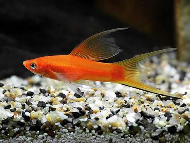 молли велифера черная. аквариумные рыбки губи. канадские. сомики меченосцы гуппи 250 200. аквариумные рыбки гуппи размножение.